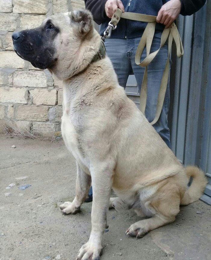 cins iter satlir hamsi satlir elave mellumat ucun şhatsapp ve ya tel 0