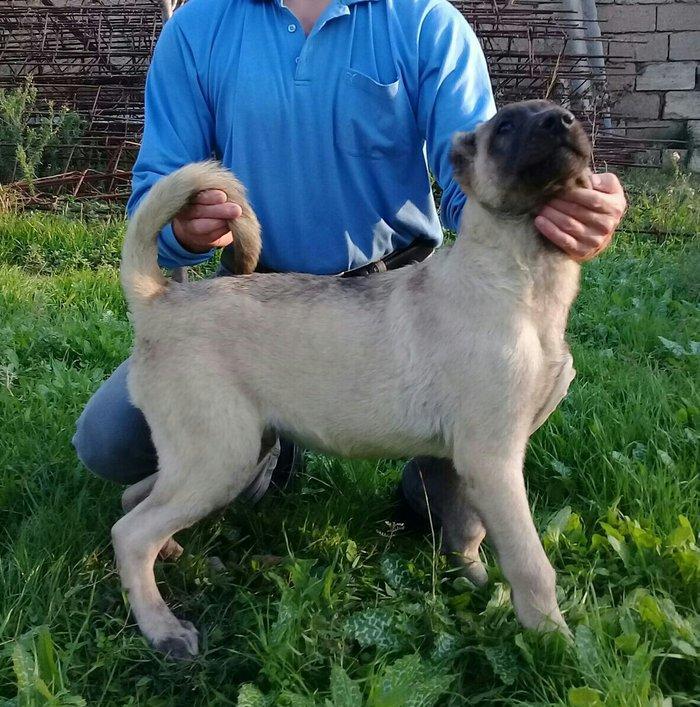 cins iter satlir hamsi satlir elave mellumat ucun şhatsapp ve ya tel 0