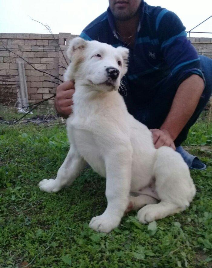 cins iter satlir hamsi satlir elave mellumat ucun şhatsapp ve ya tel 0