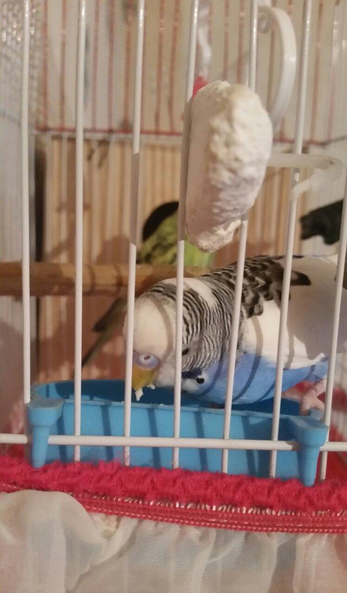 Tecili pula ehtiyacim olduqu ucun cox gozel renglere malik olan cavan