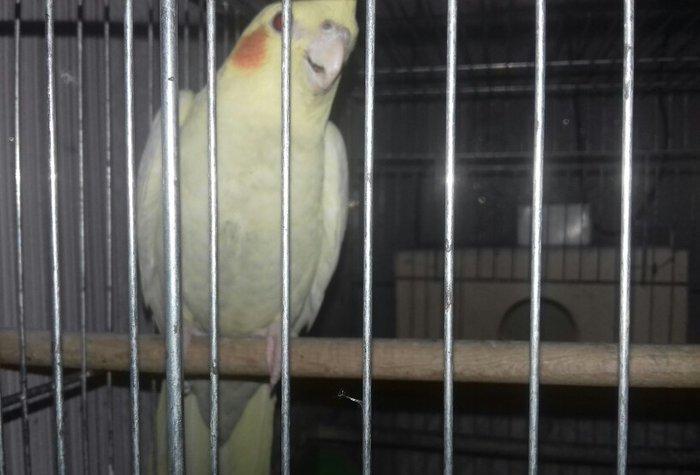 1 illik dişi korella
cütde olmuyub aktiv ve saglam quşdu
elave meluma