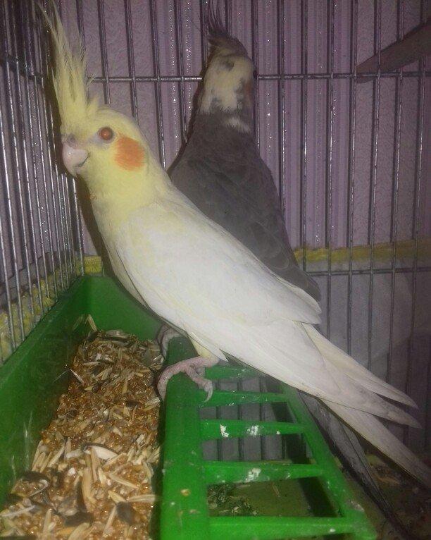 1 illik dişi korella
cütde olmuyub aktiv ve saglam quşdu
elave meluma