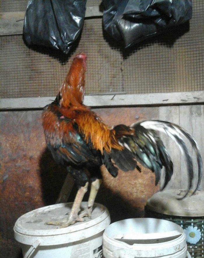 Heyratı xoruzu temiz ozbek sortu tam saglamdir.