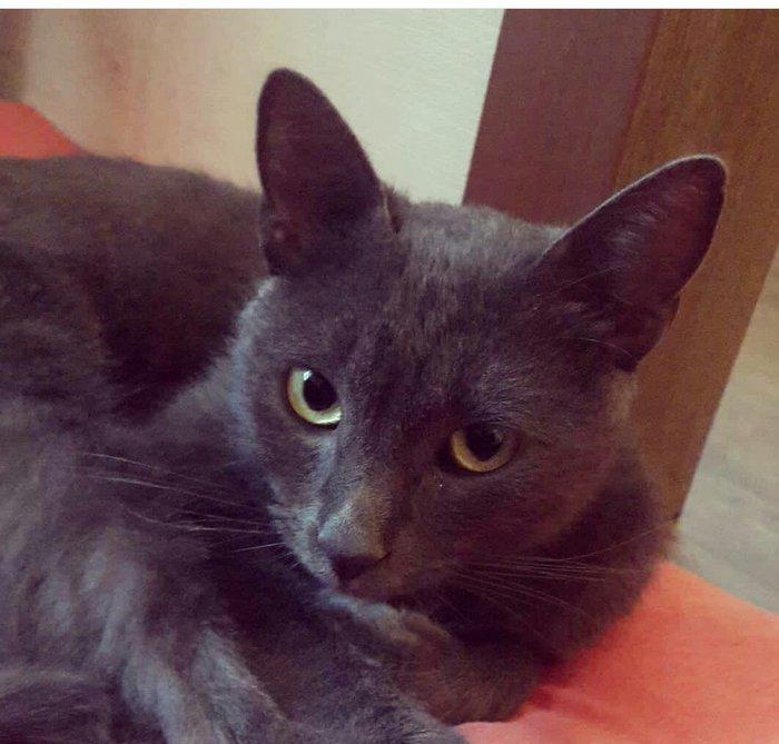 satilir 100 azn korat cinsidi sotland pisiyide deyilir 11 ayliqdi erke