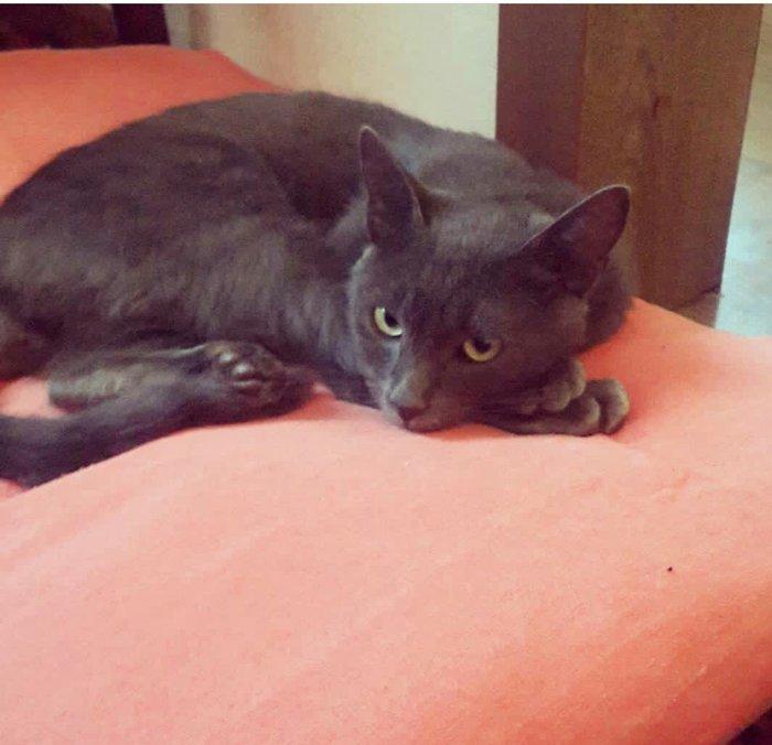 satilir 100 azn korat cinsidi sotland pisiyide deyilir 11 ayliqdi erke