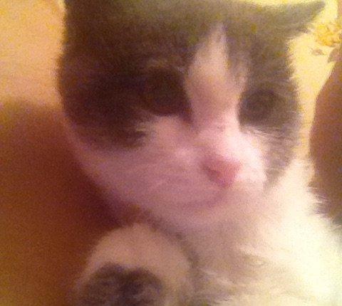 adi mimi ev pisiyidi 2 ay yarimligdi qadan el uclari qAra arxalar ise