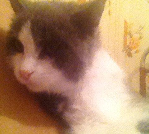 adi mimi ev pisiyidi 2 ay yarimligdi qadan el uclari qAra arxalar ise