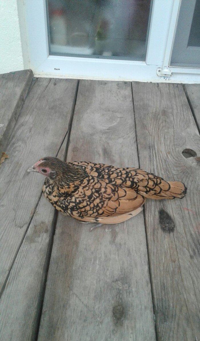 6 ayliq qizili sbrayt fere xoruza gelir biraya yumurtayacaq butun baks