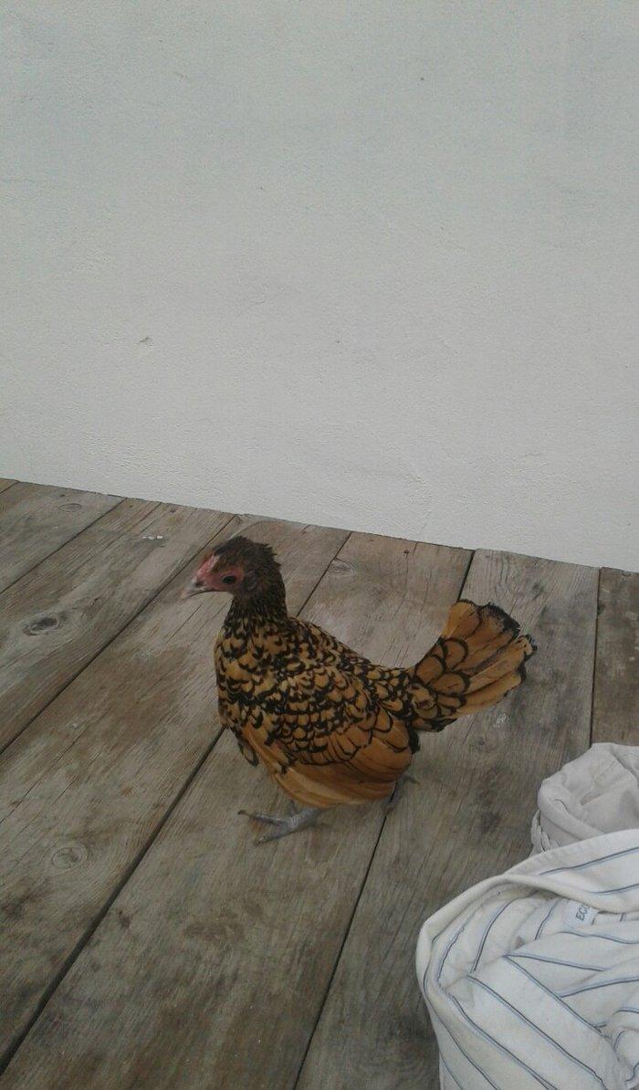 6 ayliq qizili sbrayt fere xoruza gelir biraya yumurtayacaq butun baks