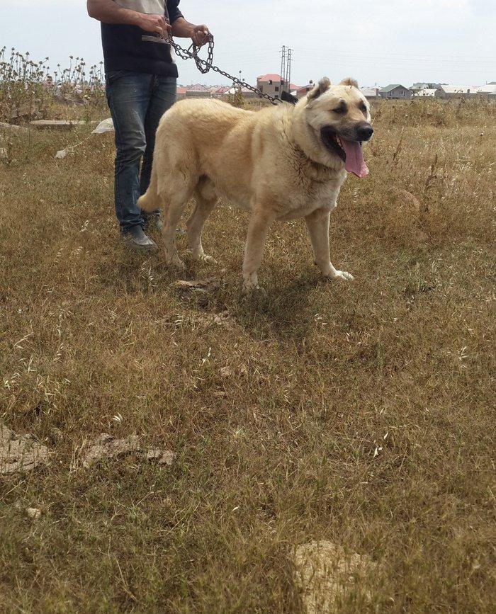 salam.ela meydan itidi adi basardi meydanlarda sozun demis itdi 5 yasi