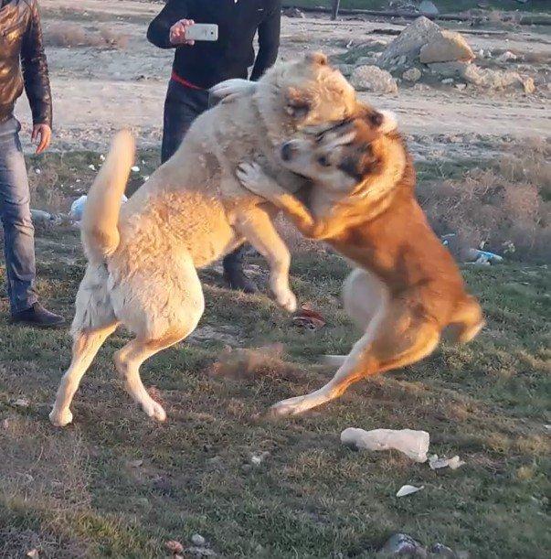 salam.ela meydan itidi adi basardi meydanlarda sozun demis itdi 5 yasi
