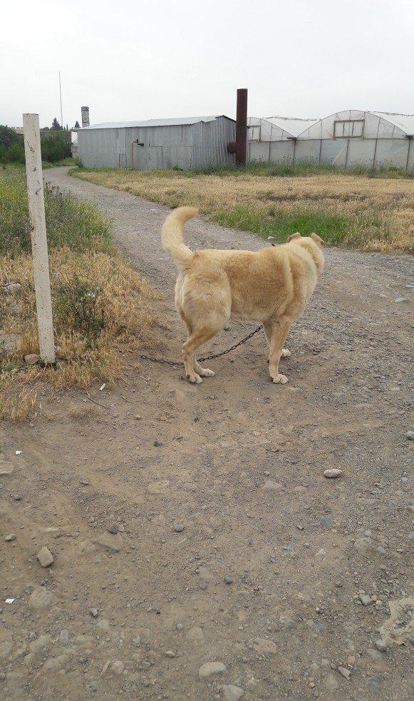 salam.ela meydan itidi adi basardi meydanlarda sozun demis itdi 5 yasi