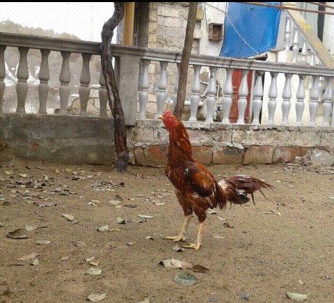 Heyrati xoruz. Doyuwken xoruzdu. Vehwidi.  Indoneziya sortudu.