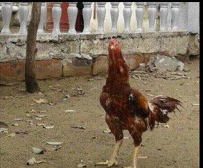 Heyrati xoruz. Doyuwken xoruzdu. Vehwidi.  Indoneziya sortudu.