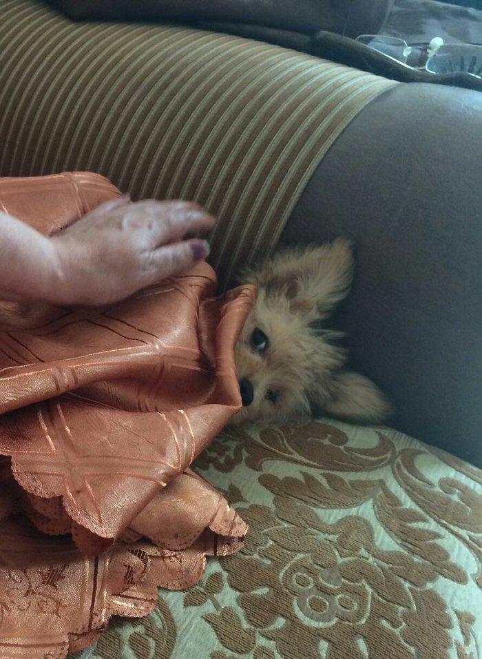 Tecili satilir 250 bawka olkeye qediriy diyen itin pasportu var