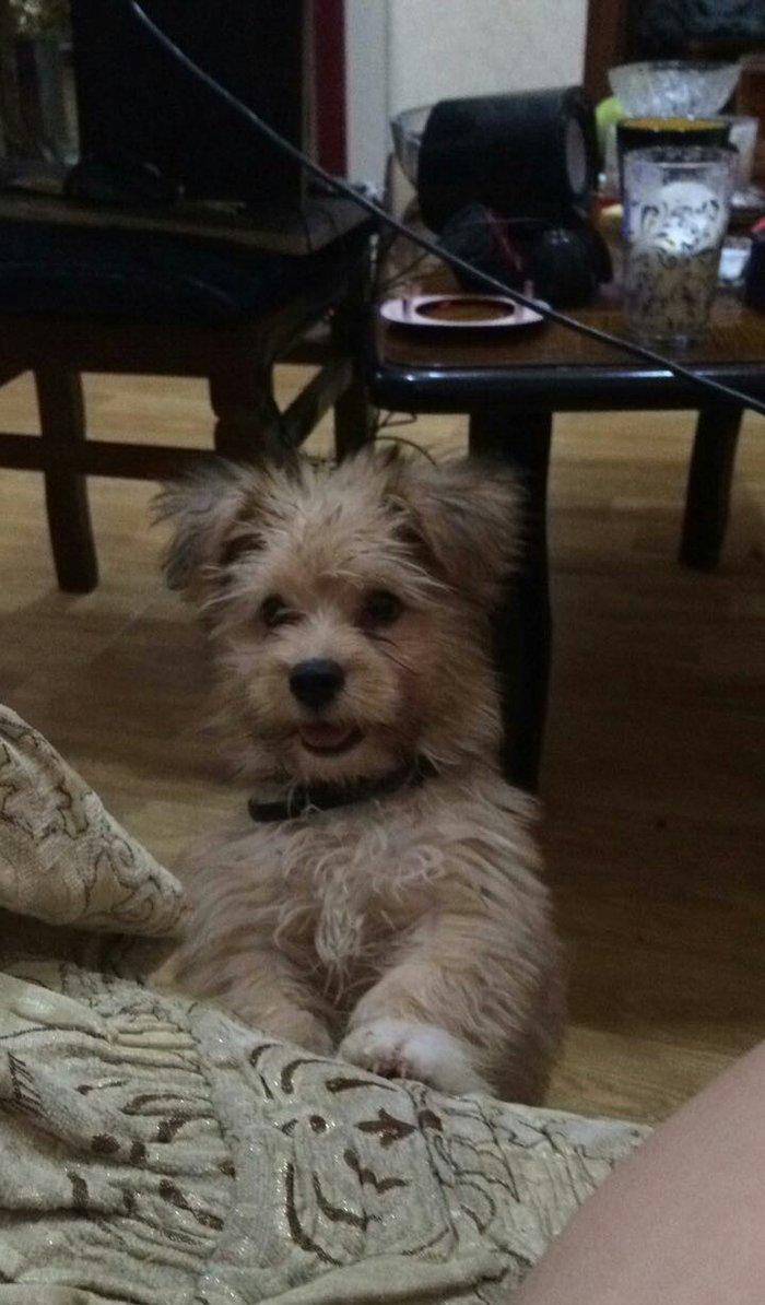 Tecili satilir 250 bawka olkeye qediriy diyen itin pasportu var