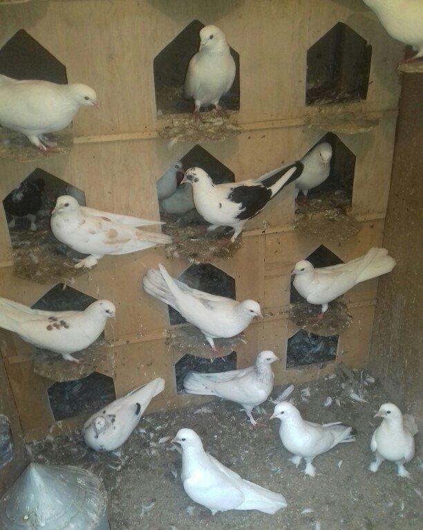 Bu quşlar təcili satilir quwbaz quşlardu 25 denedi quwxana qarwig sati