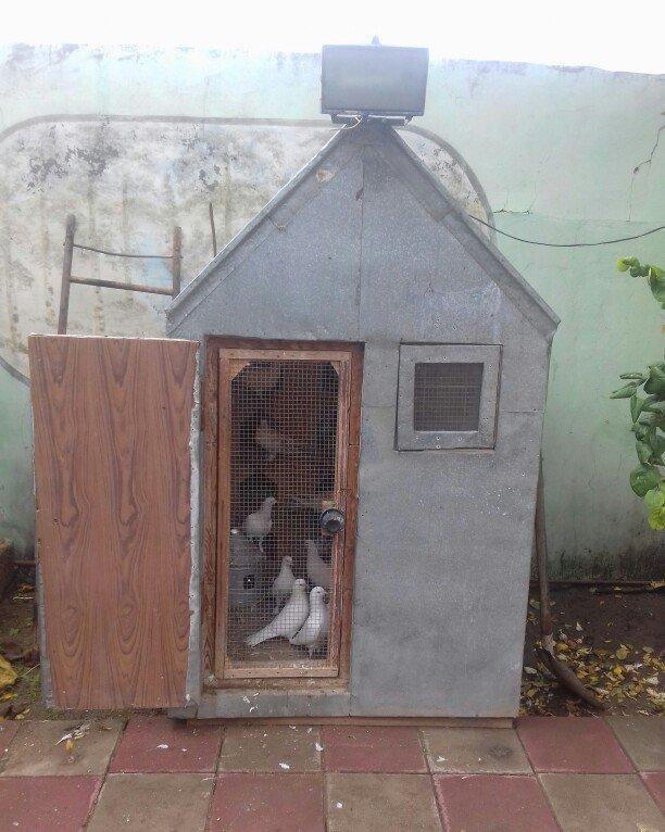 Bu quşlar təcili satilir quwbaz quşlardu 25 denedi quwxana qarwig sati