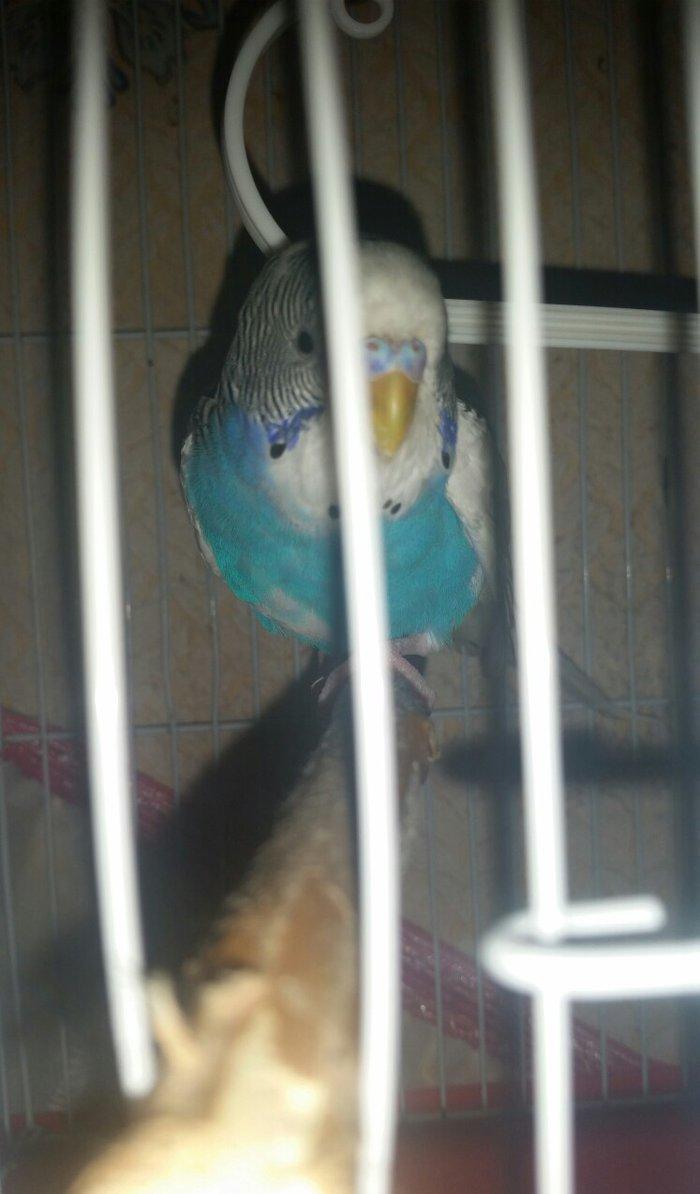 Tecili cox gozel renglere malik qizqin aktiv cavan cutluk satilir saql