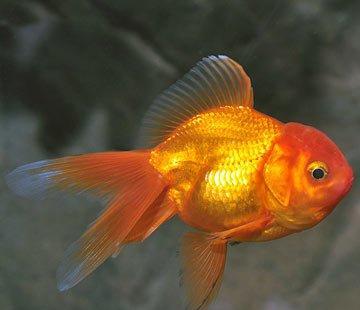 Aranda 6-7 sm çox gözel balıqdı bundan ela çox  çeşidde balıqlar ve