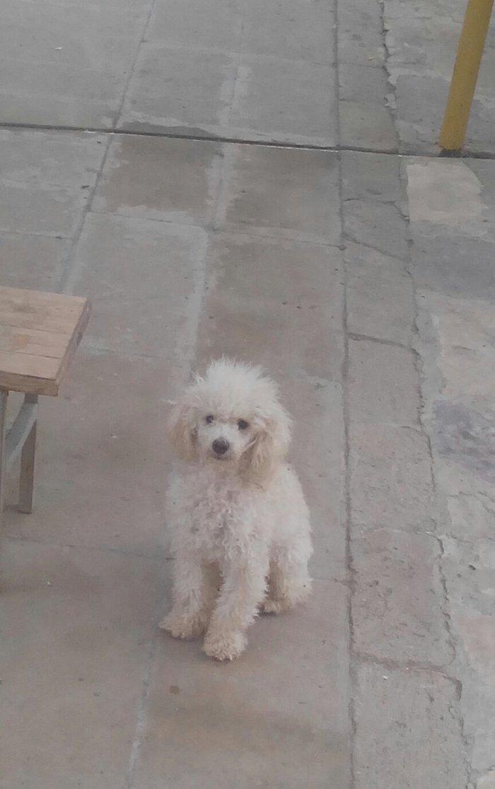 Diqqetle oxuyun sonra zeng edin,,,,erkek pudel cut vurmaq uçun cox tec