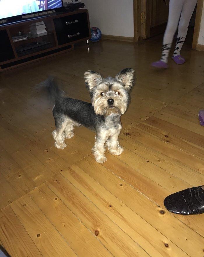 York terrier rosiyadan getirilib pasportu var butun peyvendleri vurulu