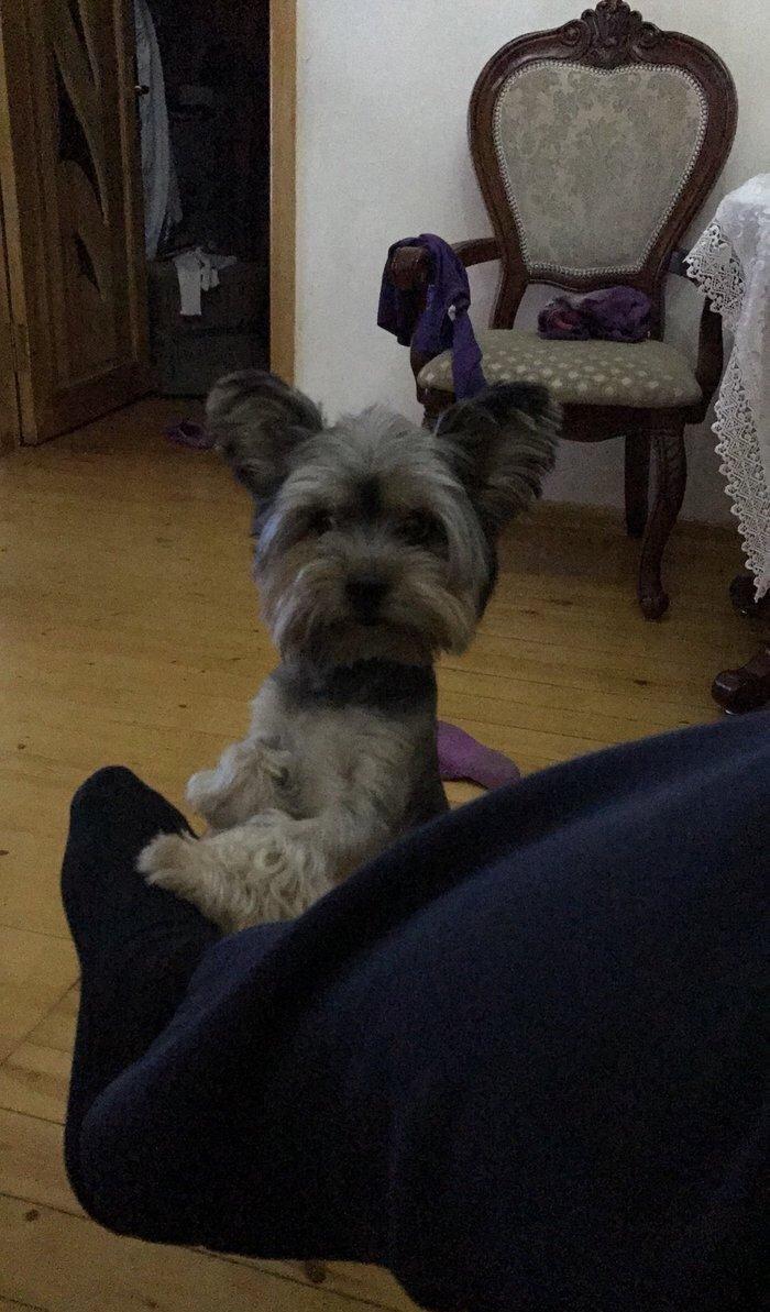 York terrier rosiyadan getirilib pasportu var butun peyvendleri vurulu