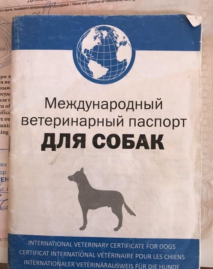 York terrier rosiyadan getirilib pasportu var butun peyvendleri vurulu