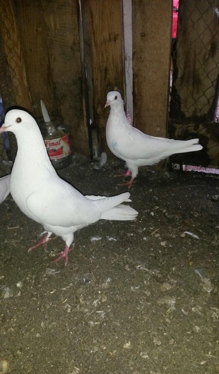 Tam sağlam uçan quslardi 6/7/8saat erkey 16tuk maya 14tuk lut ayaq boş