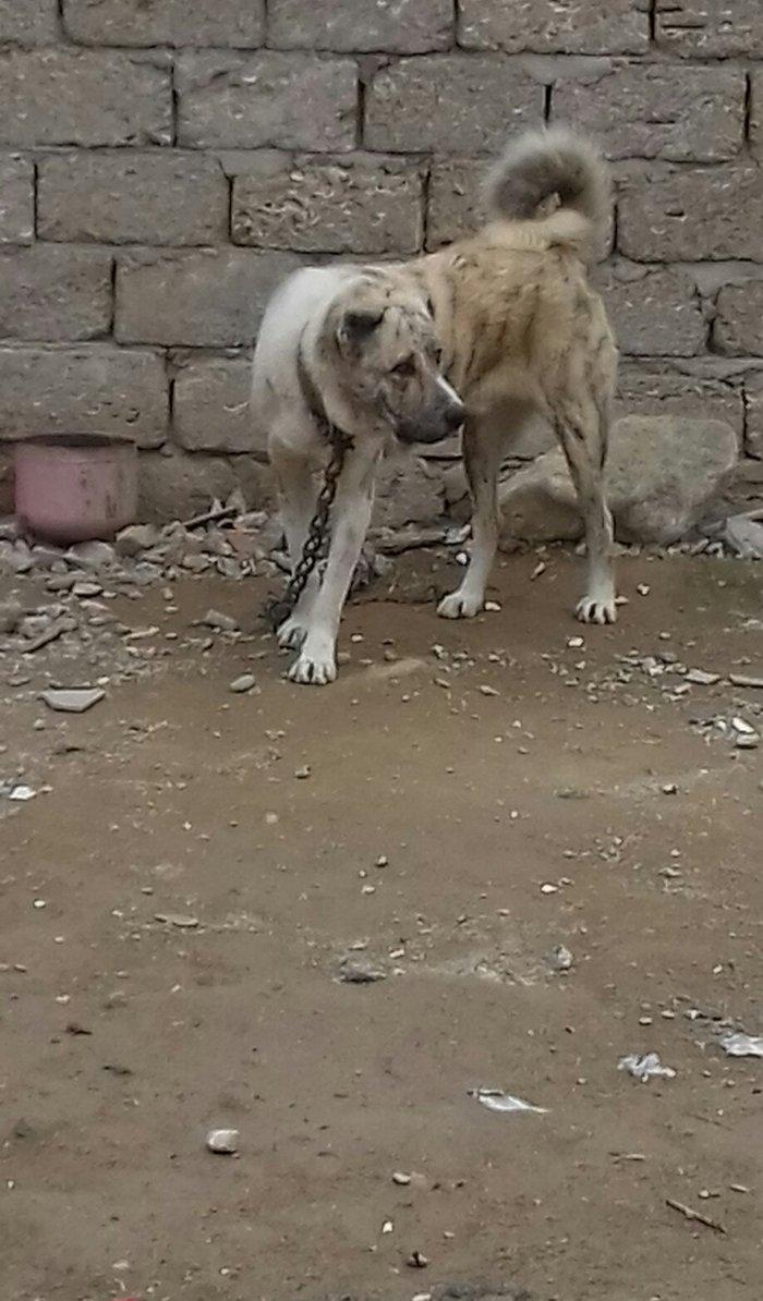 oz itimdir butun peyventleri vaxti vaxtinda vurulub cox gozel itdir mo