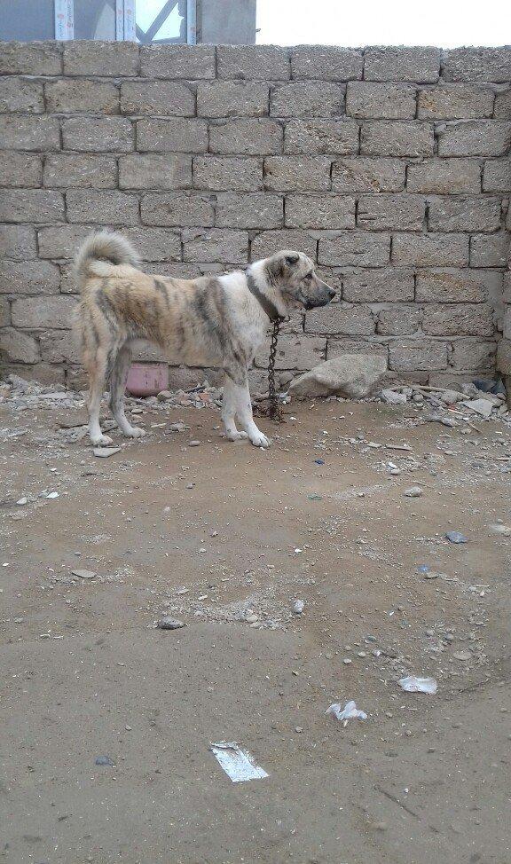 oz itimdir butun peyventleri vaxti vaxtinda vurulub cox gozel itdir mo