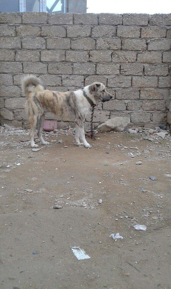 oz itimdir butun peyventleri vaxti vaxtinda vurulub cox gozel itdir mo