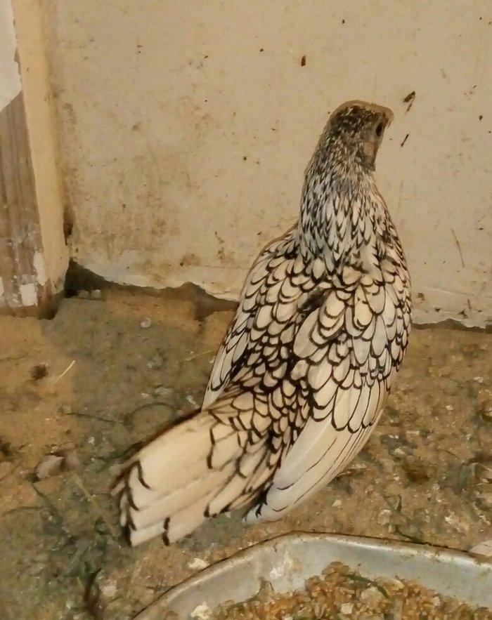 Sağlam Temiz Qan Gümüsü Zibrayit Feresi Satıram 6 Aylıqdı ünvan Bineqe