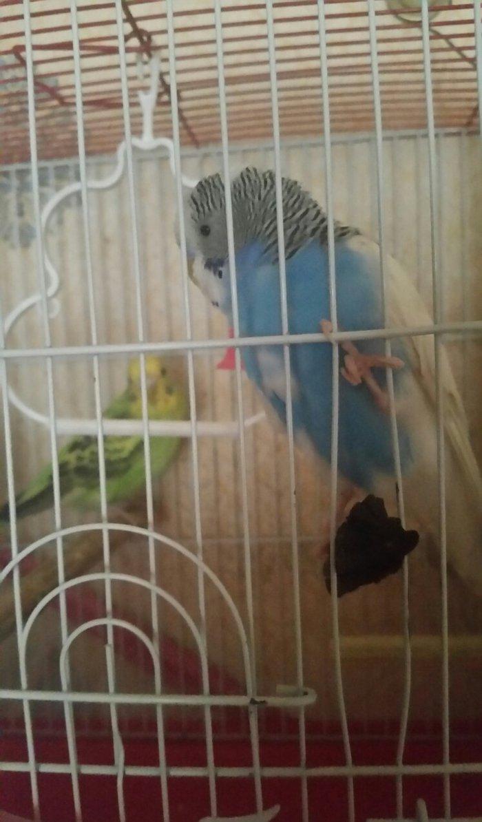 Tecili cox gozel renglere malik cavan qizqin cutluk satilir yuva hazir