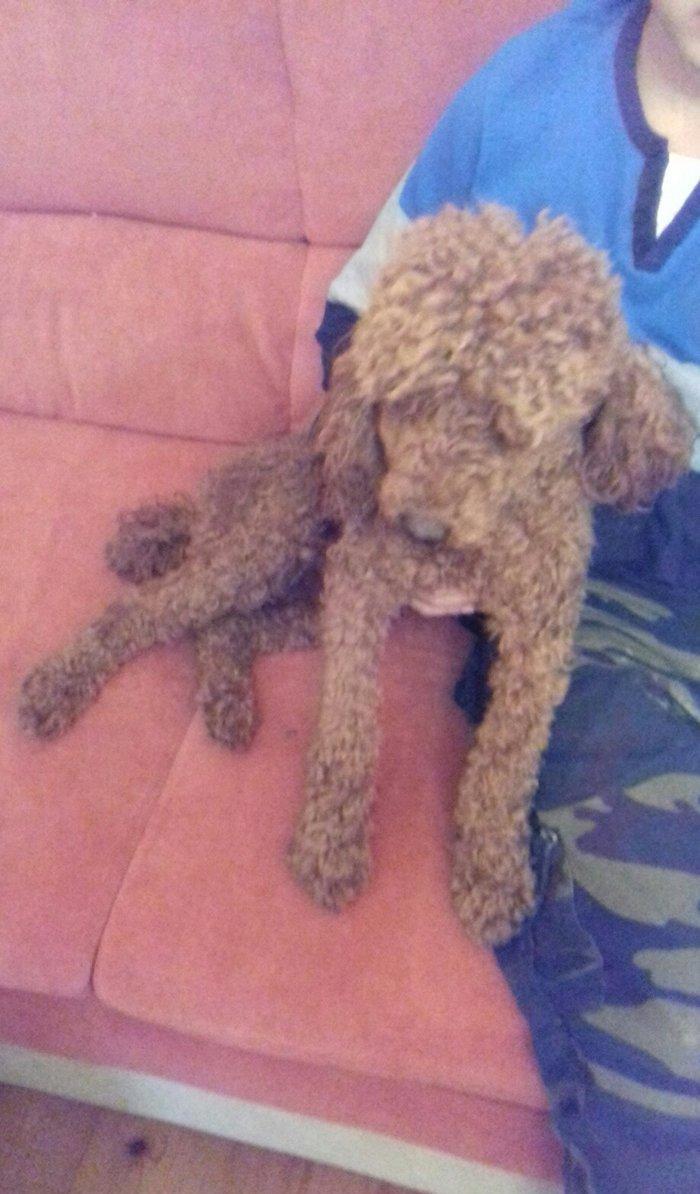 pudel satılır 1 yaşı var tam sağlamdI pasportu var bütün vaksinləri vu