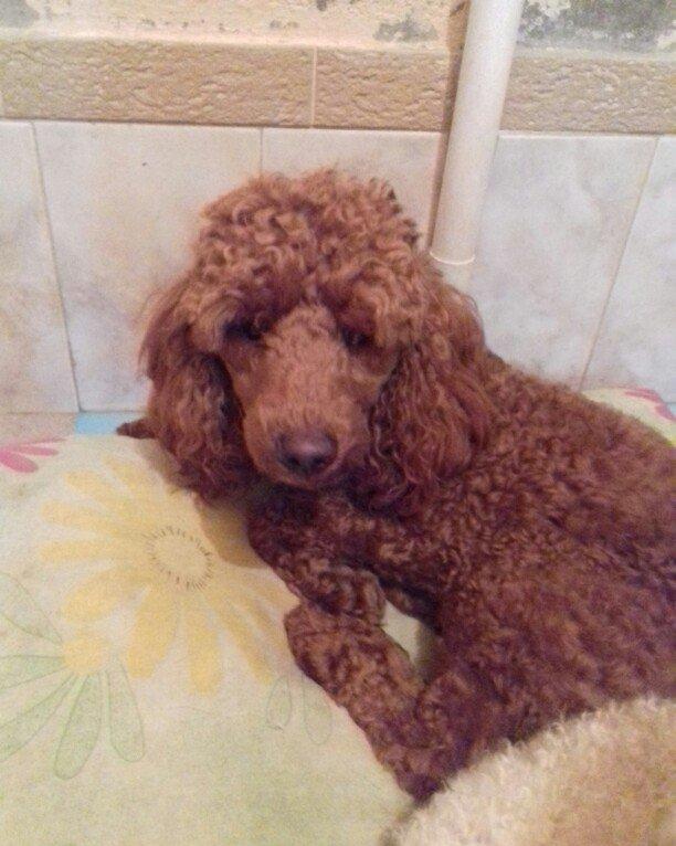 pudel satılır 1 yaşı var tam sağlamdI pasportu var bütün vaksinləri vu