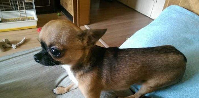 Chihuahua satılır erkək 1 yaşında. Super mini! çəkisi 1kg 200gr. Artım