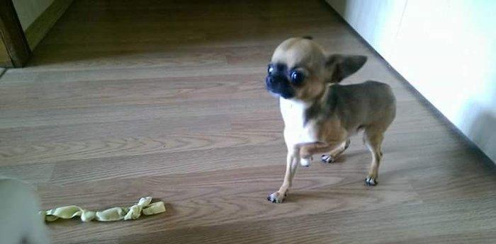 Chihuahua satılır erkək 1 yaşında. Super mini! çəkisi 1kg 200gr. Artım