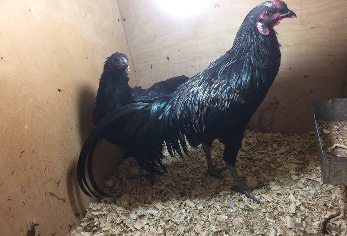 Sumatra bir cüt 150 azn bütün vaksinleri vurulub 8-9 ay fere yumurtayı