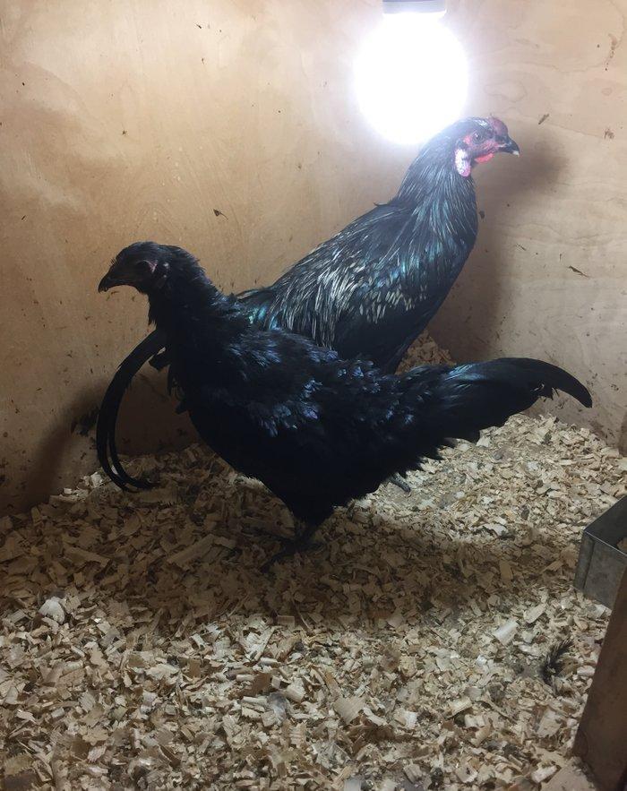 Sumatra bir cüt 150 azn bütün vaksinleri vurulub 8-9 ay fere yumurtayı