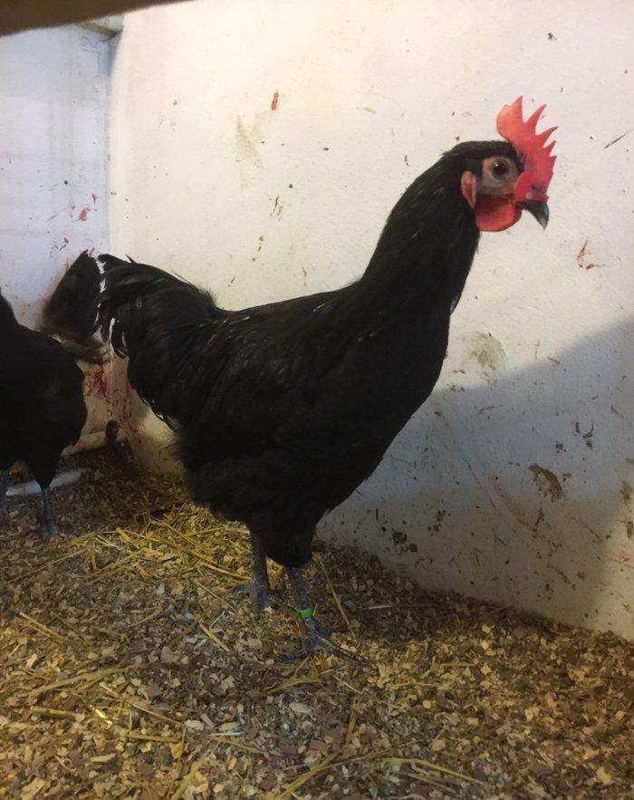 Avstrolop xoruzu 6 ay vaksinleri vurulub, 3 xoruzdur dava eddiklerine