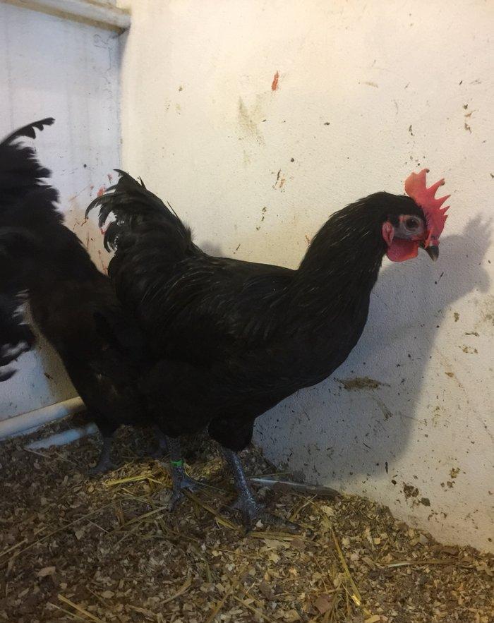 Avstrolop xoruzu 6 ay vaksinleri vurulub, 3 xoruzdur dava eddiklerine