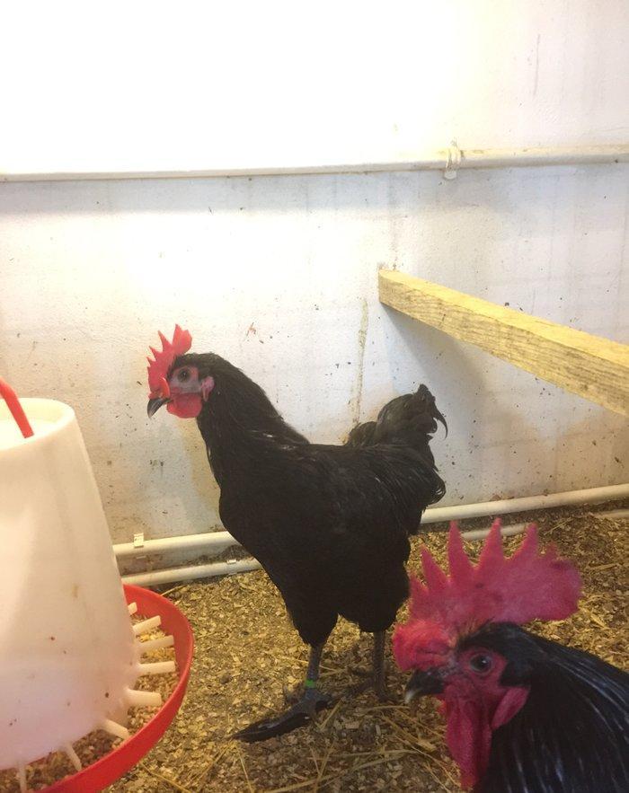 Avstrolop xoruzu 6 ay vaksinleri vurulub, 3 xoruzdur dava eddiklerine