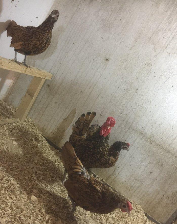 Sibrayt qızılı3 fere 1 xoruz vaksin , çiçeke qarşı , qurt v.s dermanl