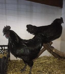 Dekorativ quşlar sibrayt gümüş ve qızıl, sumatra boz ve qara, şabo, ay