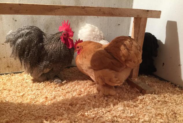 Dekorativ quşlar sibrayt gümüş ve qızıl, sumatra boz ve qara, şabo, ay