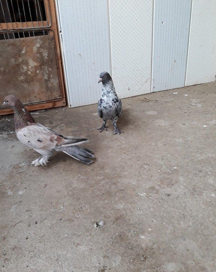 16 tuk ebrewler ata analari 18 19 tuklerdi tecili pul lazim oldugu ucu