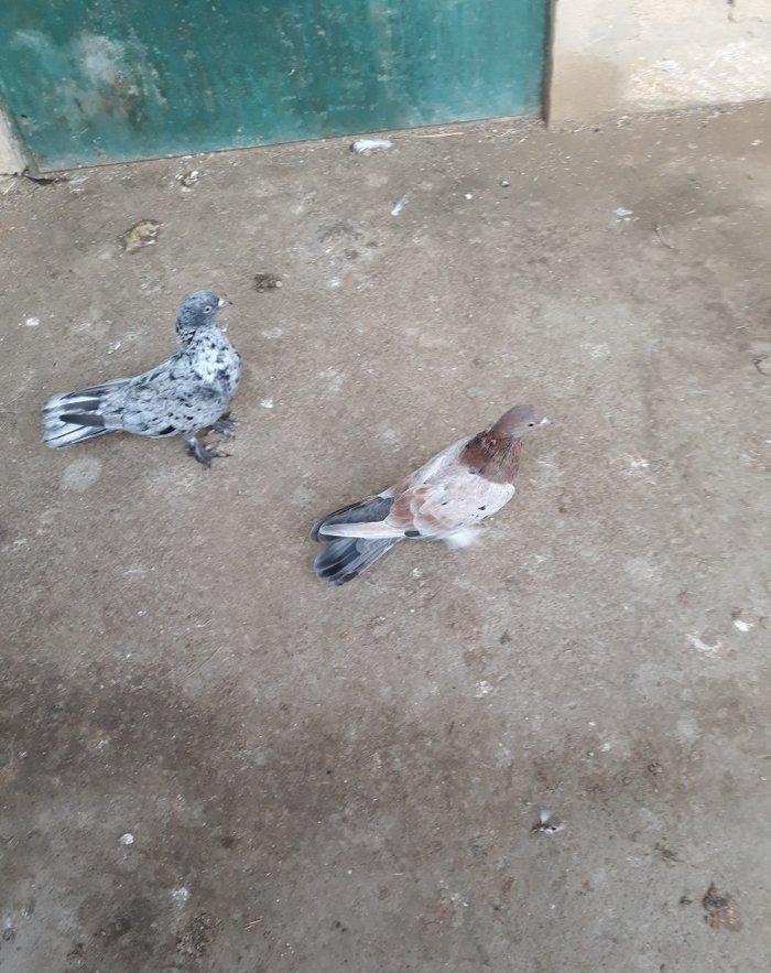 16 tuk ebrewler ata analari 18 19 tuklerdi tecili pul lazim oldugu ucu