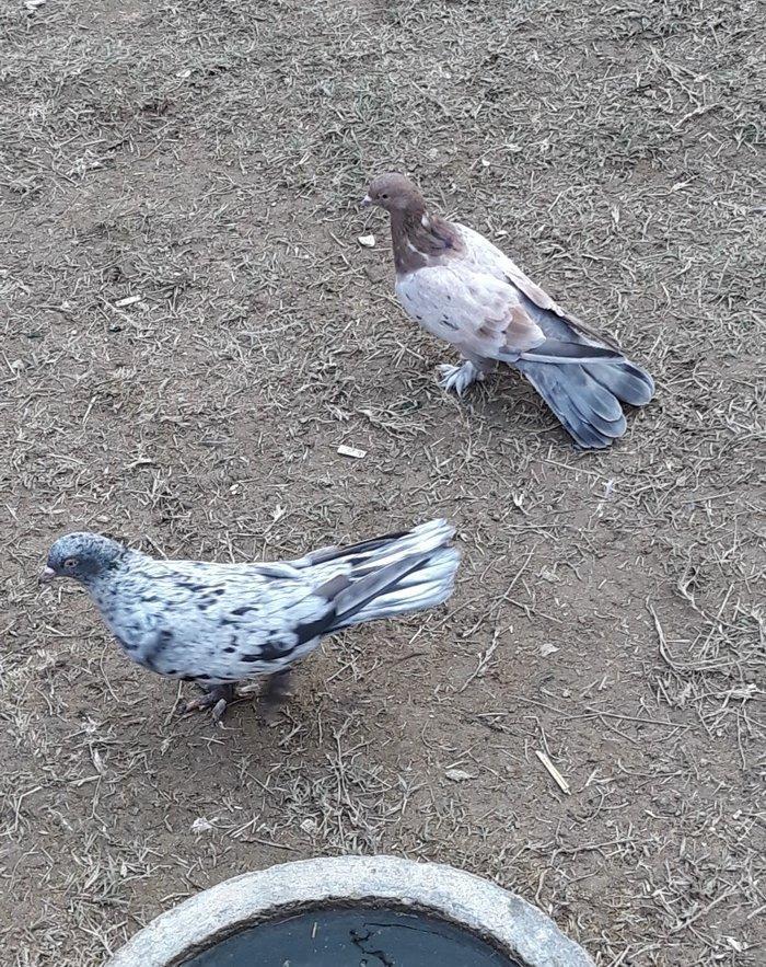 16 tuk ebrewler ata analari 18 19 tuklerdi tecili pul lazim oldugu ucu