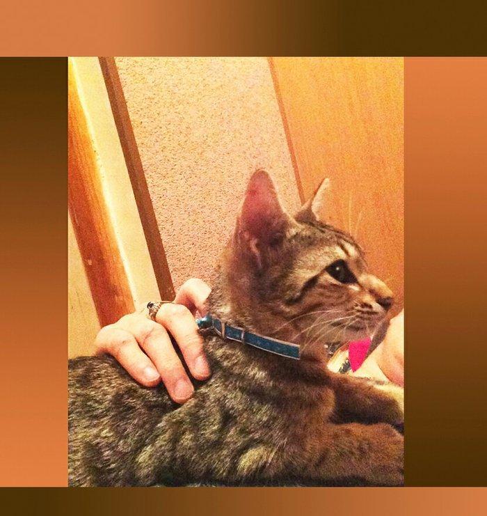 Домашний здоровый мальчик 3,5 мес. Бесплатно. Пишите на whatsap и скид